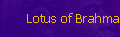 Lotus of Brahma